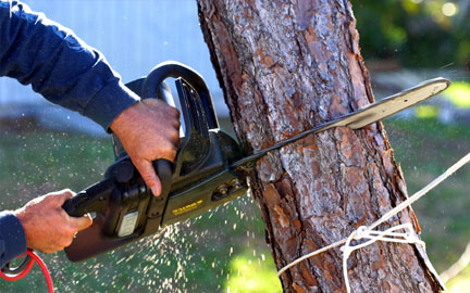 services-treeremoval