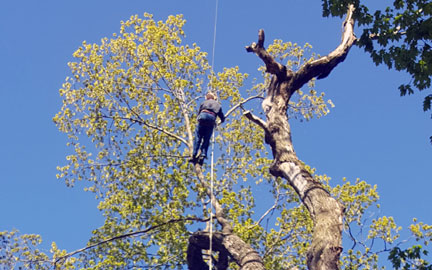 Tree Trimming And Pruning Services
